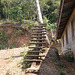 Stairway to coconuts / Escalier vers noix de coco