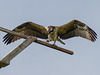 Young Osprey testing its wings