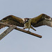 Young Osprey testing its wings