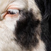 Cushy Cow's Eye Lashes