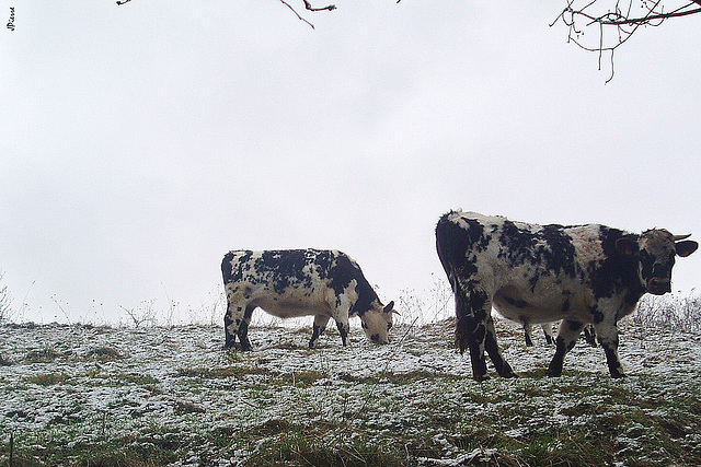 Vaches normandes sous la neige