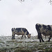 Vaches normandes sous la neige