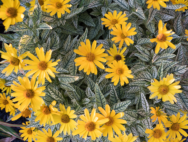 Daisy, variegated leaves