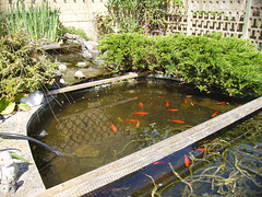 CAS - sal : the neighbour's fish pond