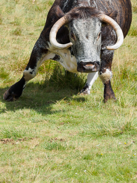 Long-horned cow