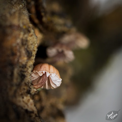Pictures for Pam, Day 37: Micro-Mushrooms