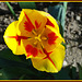 Tulipe de mon jardin, Tulip of my garden