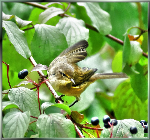 Forest leaf warbler 2: "Hey, it's my lunch!" ©UdoSm
