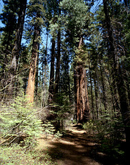Mighty Forests of the Sierra