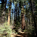 Mighty Forests of the Sierra