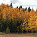 Fall colours in Fish Creek Park