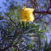 Yellow Oleander (1)