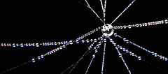 Ein Blick rein in das Spinnennetz mit den Morgentautropfen :))   A look inside the spider's web with the morning dewdrops :))    Un regard à l'intérieur de la toile d'araignée avec les gouttes de rosée du matin :))