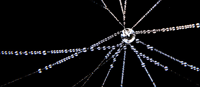 Ein Blick rein in das Spinnennetz mit den Morgentautropfen :))   A look inside the spider's web with the morning dewdrops :))    Un regard à l'intérieur de la toile d'araignée avec les gouttes de rosé