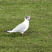 Young Black-headed Gull