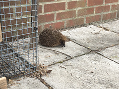 Adult hedgehog. A rare sight indeed