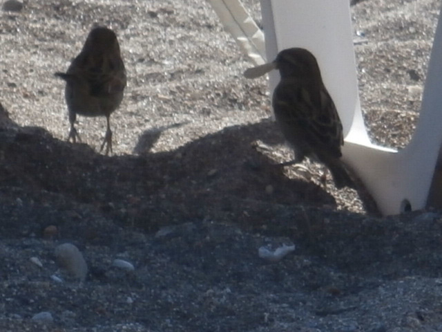 Sparrows visited us on the beach too