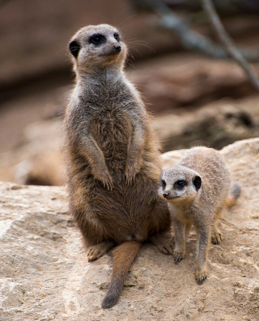 Meerkat and baby