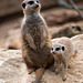 Meerkat and baby