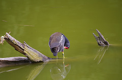 gallinule poule d'eau - parc des oiseaux Villars les Dombes
