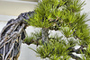 Bonsai Japanese Black Pine – United States National Arboretum, Washington, DC