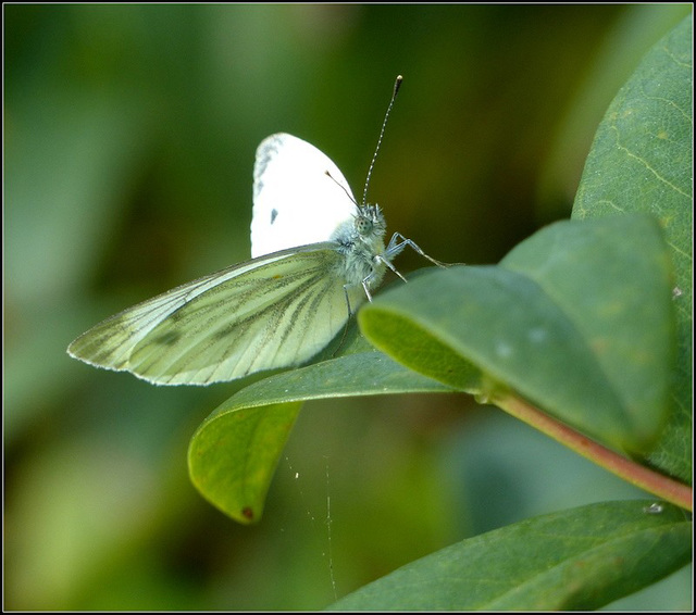 macro papillon
