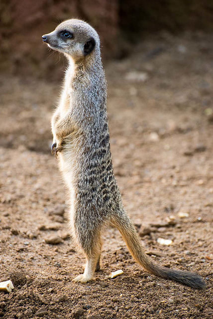 Meerkat in a typical pose..