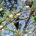 Pipevine swallowtail butterfly on blueberry flowers
