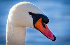 Das Schwanenportrait :))  The swan portrait :))  Le portrait du cygne :))