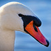 Das Schwanenportrait :))  The swan portrait :))  Le portrait du cygne :))