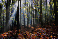Lichtstrahlen im herbstlichen Buchenwald - Rays of light in the autumnal beech forest