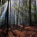 Lichtstrahlen im herbstlichen Buchenwald - Rays of light in the autumnal beech forest