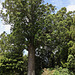 1T0A0945 800 ans c'est l'estimation pour cet arbre