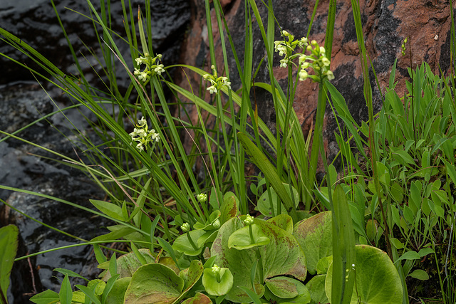 Gymnadeniopsis clavata (Club-spur orchid) and Parnassia asarifolia (Kidney-leaf Grass-of-Parnassus)