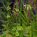 Gymnadeniopsis clavata (Club-spur orchid) and Parnassia asarifolia (Kidney-leaf Grass-of-Parnassus)