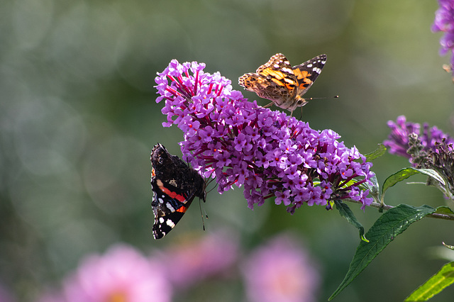 Red Admiral and Painted Lady Butterflies