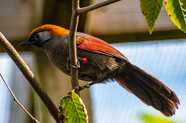 Red tailed laughing thrush