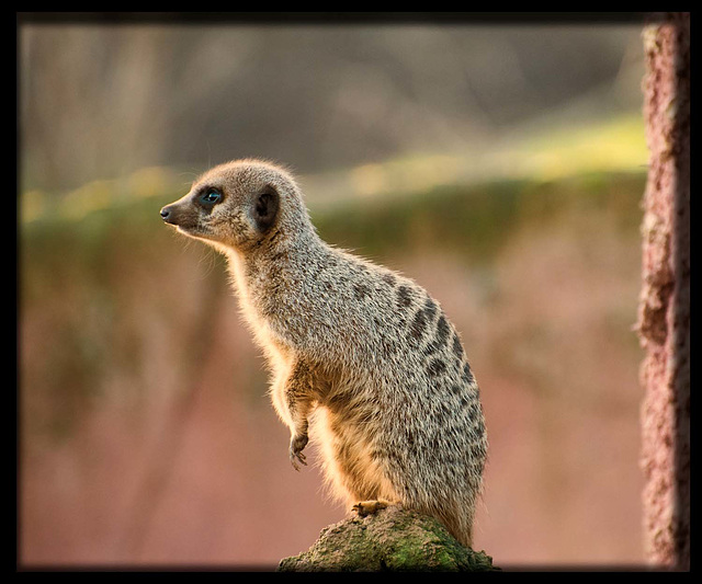 Meerkat on guard duty