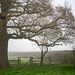 Oak by the Kissing Gate DSZ9370