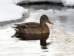 ice duck st bruno ice CSC 8382