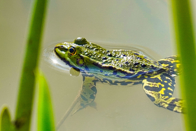 Teichfrosch: Die Paarungszeit beginnt - Common Water frog: the mating season begins