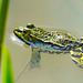 Teichfrosch: Die Paarungszeit beginnt - Common Water frog: the mating season begins