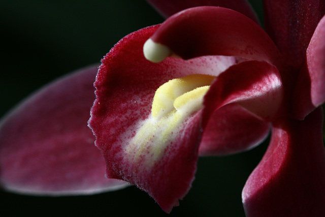 Cymbidium Cymbidium