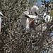 20150518 7876VRTw [R~F] Seidenreiher (Egretta garzetta), Parc Ornithologique, Camargue