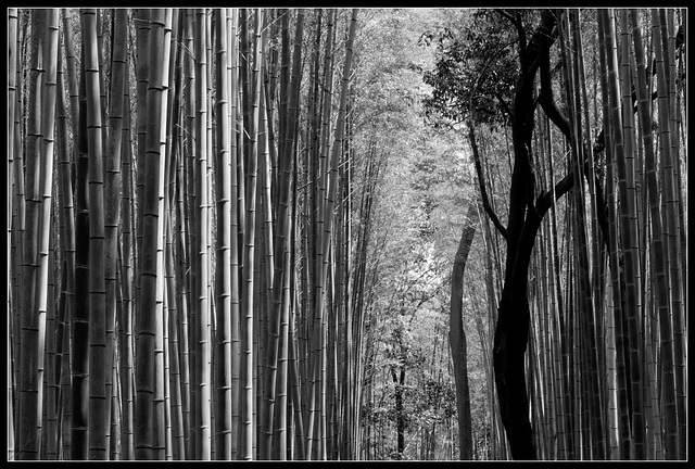 Forêt de bambous