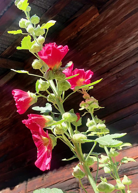 Roses trémières