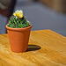 A Pot of Cactus