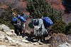 Khumbu, Hevy Loaded Yaks on the Way up the Gorge of the Dudh Kosi