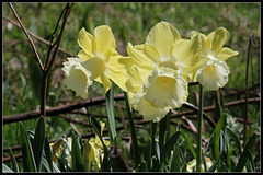 Narcisses hybrides 'Galactic Star'