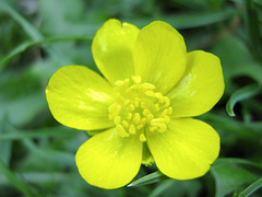 Buttercup on lawn 02